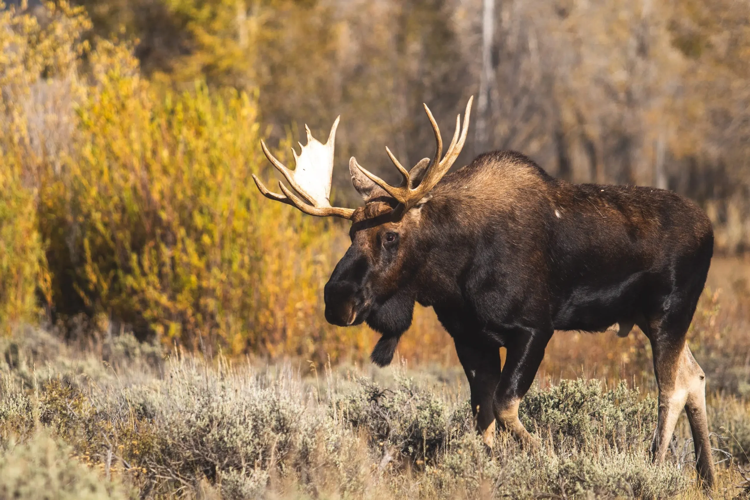 Apply now for 2024 N.B. resident moose draw - Acadia Broadcasting