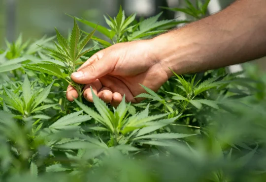 RCMP raid more cannabis shops as crackdown ramps up