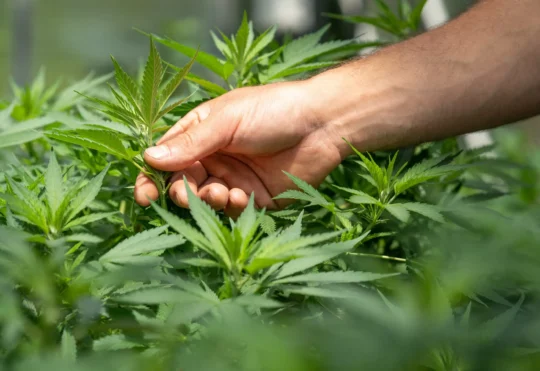 Moncton resident fined for selling illegal cannabis
