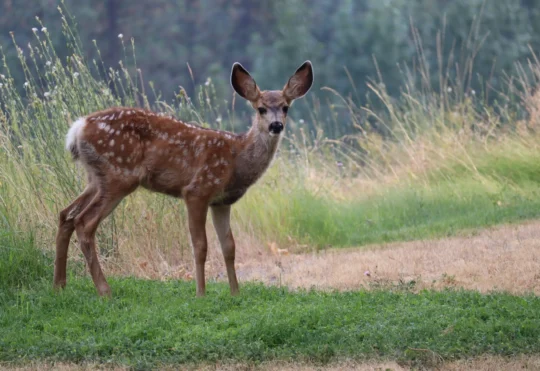 Yarmouth to submit more detailed deer plan