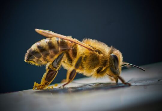 UNBSJ researchers use ‘bee glue’ to treat rare blood cancer
