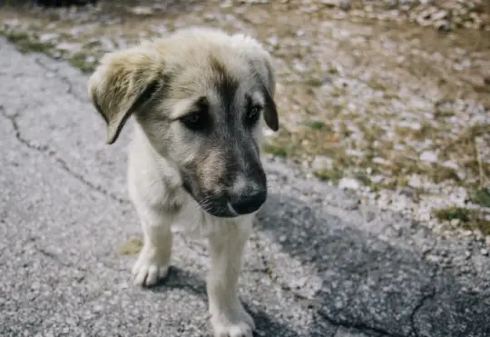 Province to strengthen crackdown on puppy mills