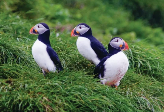 More Canadians donating land for conservation work