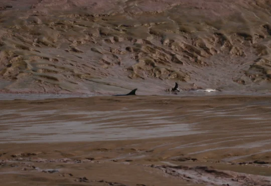 Over a dozen dolphins rescued from stranding near Canning