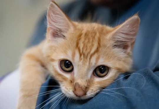 2 dozen rescued kittens want ‘nothing but love’: local animal shelter