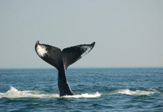 Ocean Week Fundy is making waves in the community