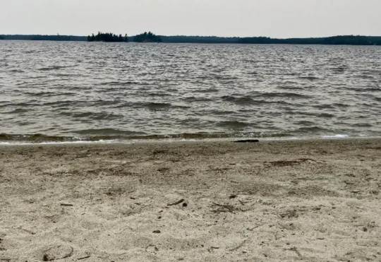 Young pilot whale saved in Cow Bay