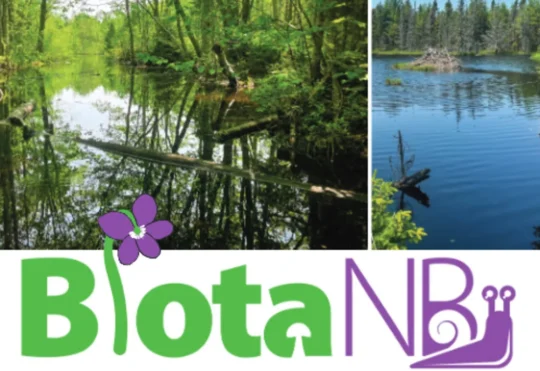 Record turnout for BiotaNB survey in Black River protected area