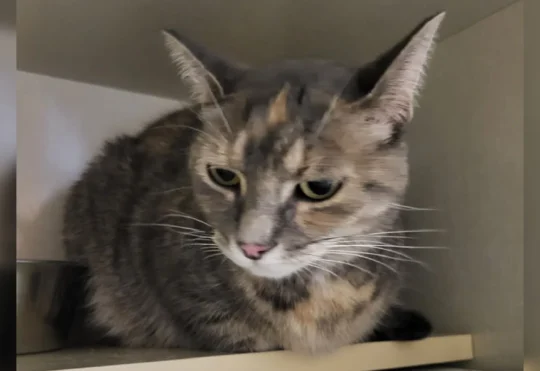 Cat missing from Ottawa area found in Fredericton