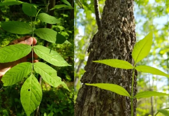 Invasive Species Centre launches new project to protect ash trees