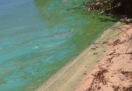 Blue-Green Algae at Methals Lake