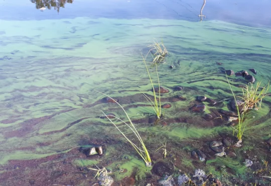 Blue-green algae season is just about here