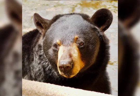 Resident bear at Shubenacadie Wildlife Park in N.S. passes away