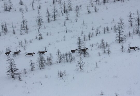 Ontario unveils new Caribou Conservation Program