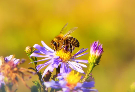 Ontario’s honey producers receive a boost