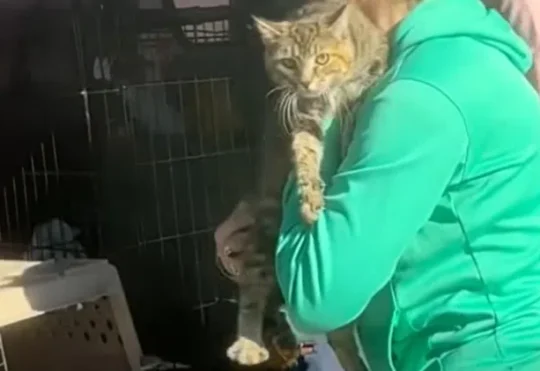 Cat reunited with owners after fire