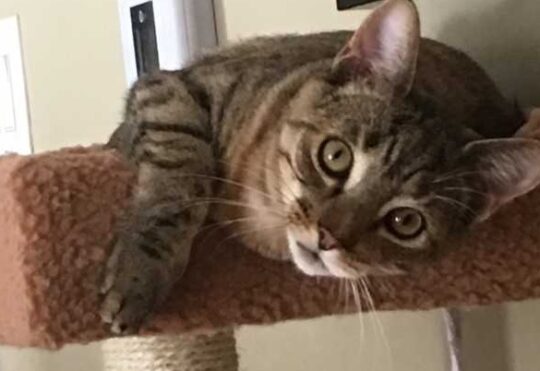 People for Animal Wellbeing reaches maximum capacity
