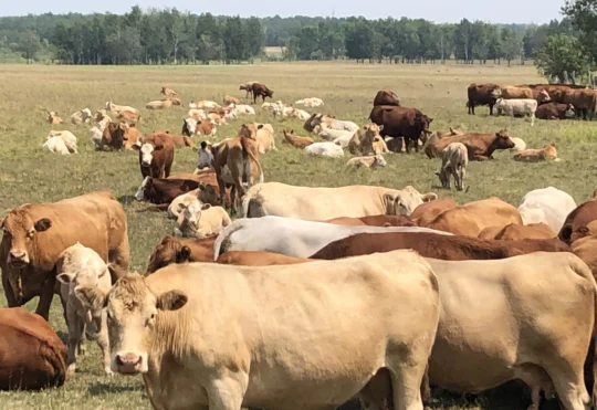 Funding offered for community pastures