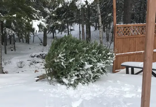 Curbside collection for Christmas trees Wednesday