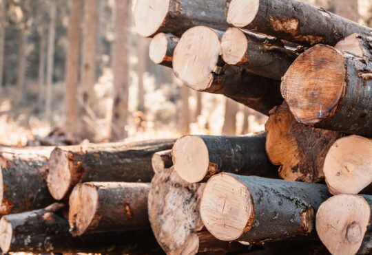 New Series: Atlantic Canada’s Forest Sector