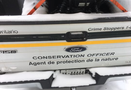 Three hunters fined for illegally killing a moose