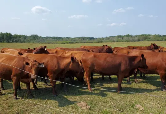 Province to spend $950,000 to increase beef production here at home