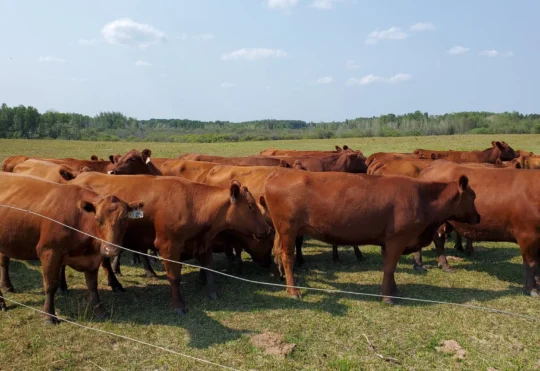 New insurance program for N.B. beef sector