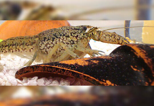 Invasive crayfish discovered