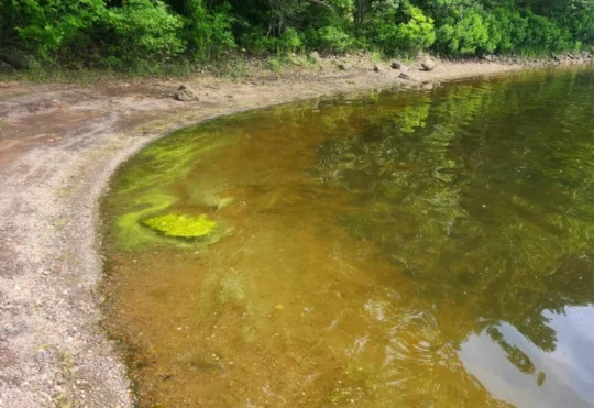 Cyanobacteria spotted in Meenan’s Cove area