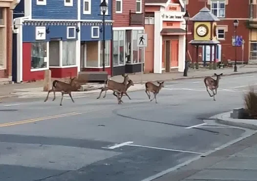 Yarmouth launching second deer survey as part of long-term management plan