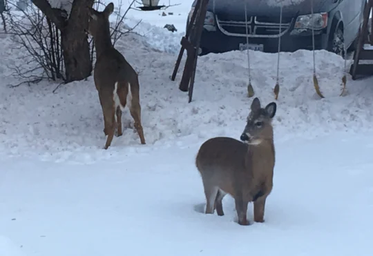 Province is willing to re-evaluate tactics to reduce deer population