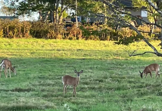 More deer tags issued for Dryden