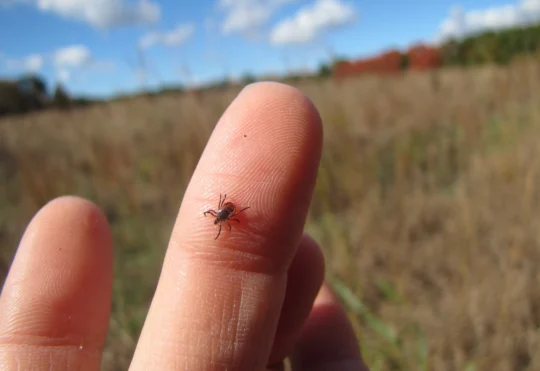 Rising temperatures signal the arrival of tick season