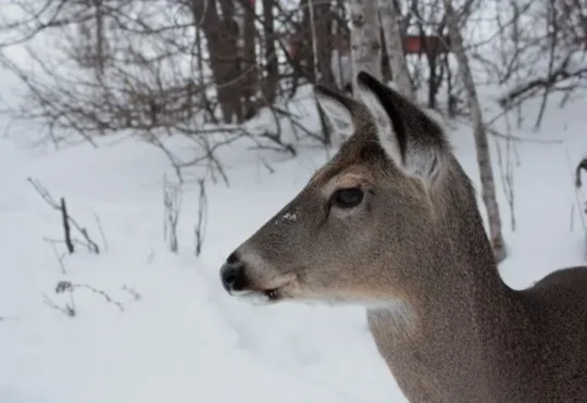 Richmond County hoping to expand deer hunt as population booms