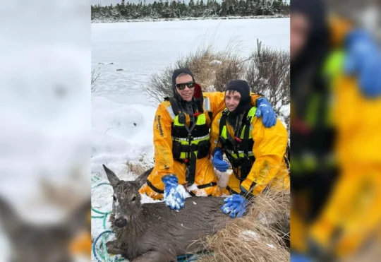 Barrington Passage fire crews save deer from ice