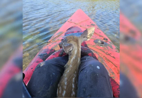 Quick thinking saves baby deer from drowning in Barrington Passage