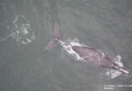 North Atlantic Right Whale detection off Shelburne County