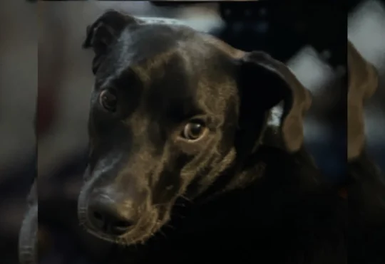 Truckers support changes to U.S. dog rules