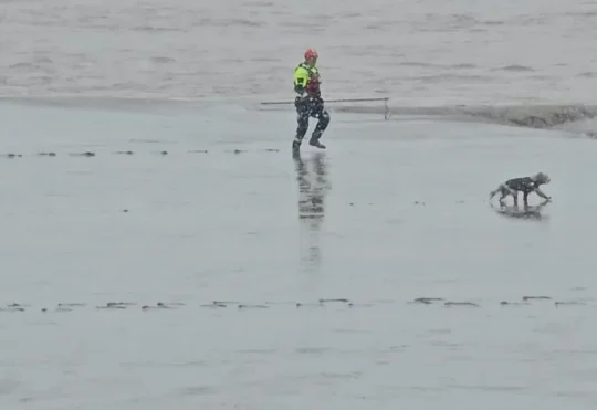 Riverview Fire retrieves dog from Petitcodiac River mud flats