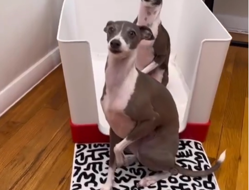 Doggy Bathroom a hit on the Dragon’s Den