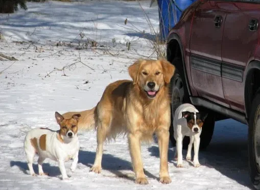 Thunder Bay launching new Animal Service Taskforce
