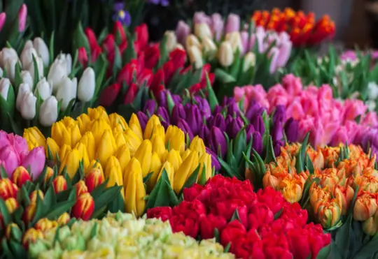 Sussex flower shop closes after nearly 150 years