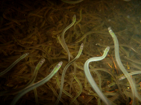 Kelloway says comprehensive solutions needed for elver fishery