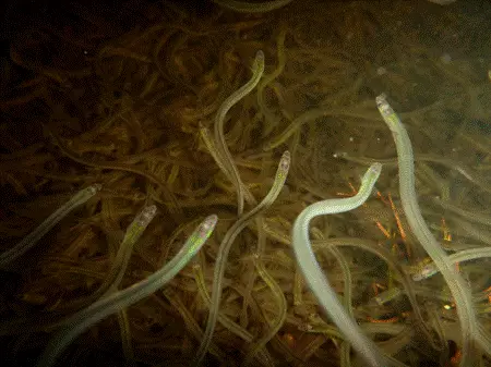 ‘It has to stop’: N.S. elver fisher speaks out on lawlessness in industry