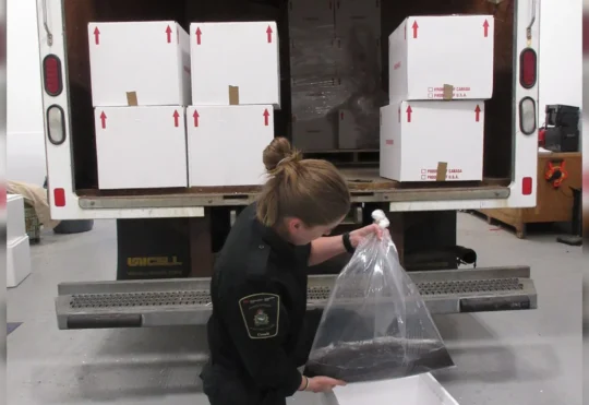 Arrests after elver shipment seized in Dartmouth
