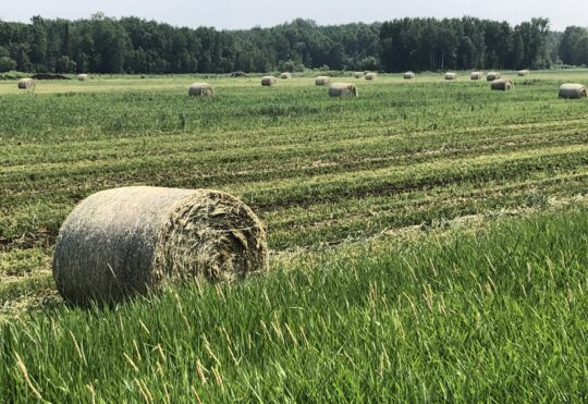 Nominations for agriculture awards now accepted