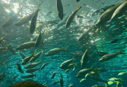 Halifax aquarium expecting a December opening