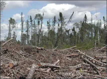 More money to support biomass projects