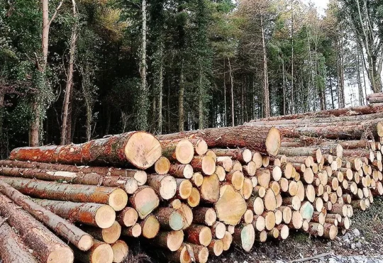N.S. invests $1.8 million towards sustainable forestry and wildfire-risk reduction