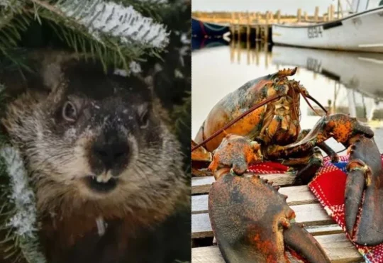 Storm may force Groundhog Day changes for Sam and Lucy